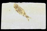 Bargain, Fossil Fish (Knightia) - Wyoming #99226-1
